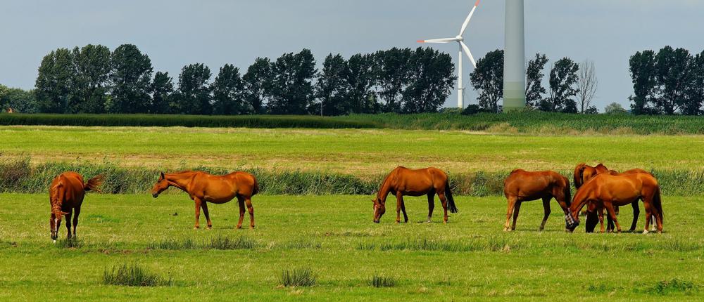 Horses In Field