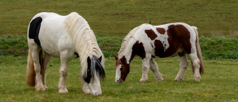 Two Horses In Field