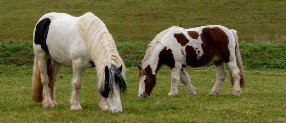 Two Horses In Field