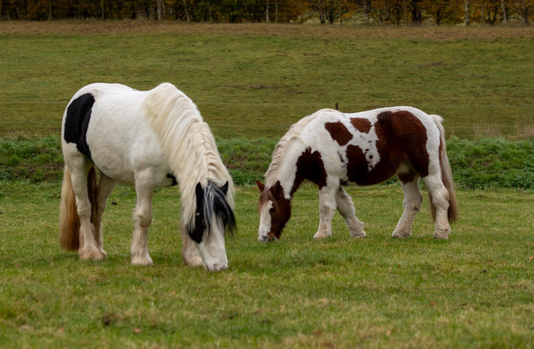 Two Horses In Field