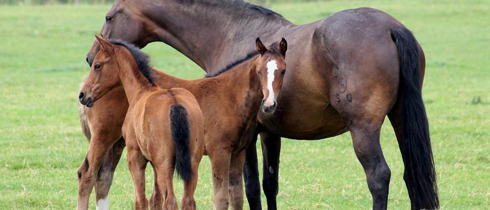 Mare And Foals In Field