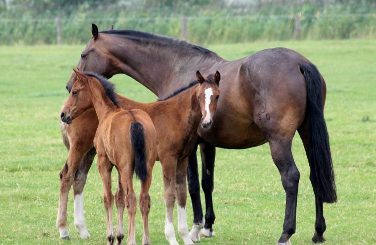 Mare And Foals In Field