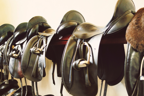 Saddles In Tack Room