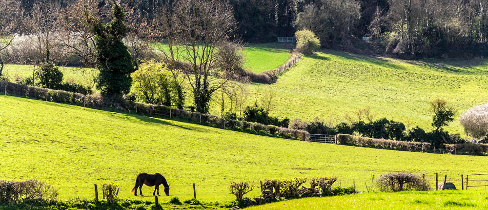 Horses Grazing Field