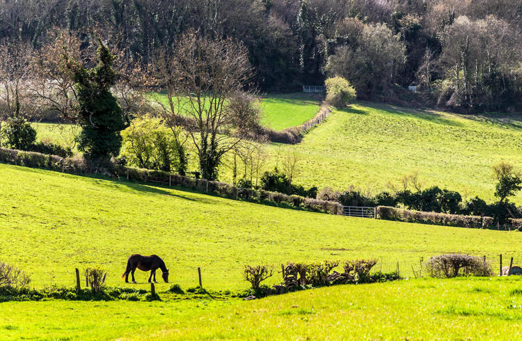 Horses Grazing Field