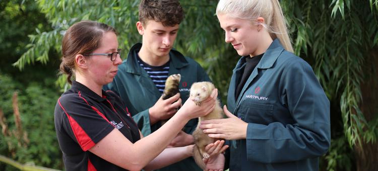 College Animal Students handling ferrets