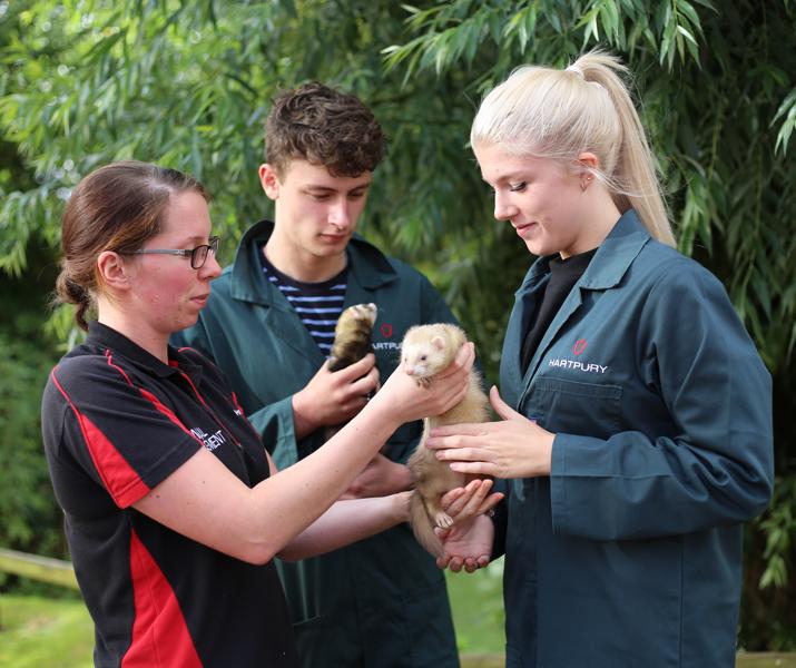 College Animal Students handling ferrets