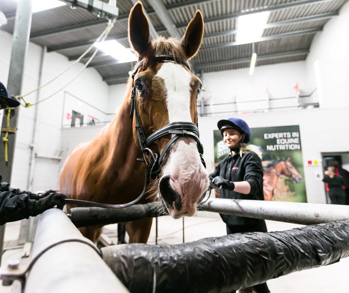 Postgraduate Equine Hartpury University