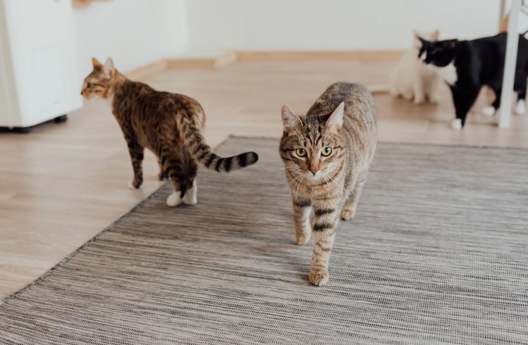 Cats On A Rug