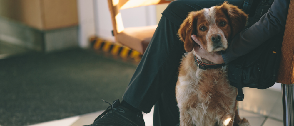 Dog In Waiting Room