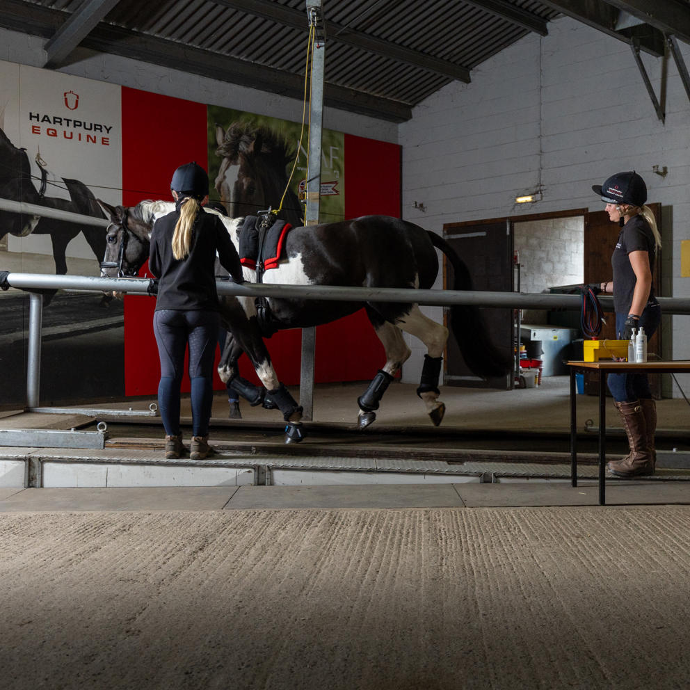 Horse Cantering On Treadmill