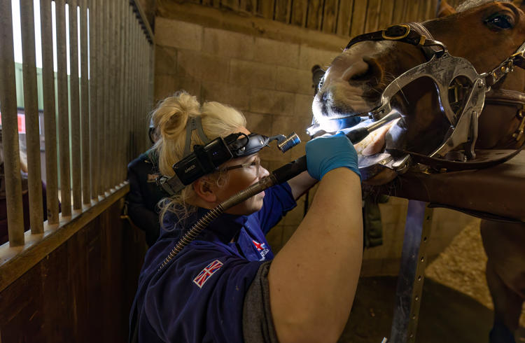 Equine Dental Science 10