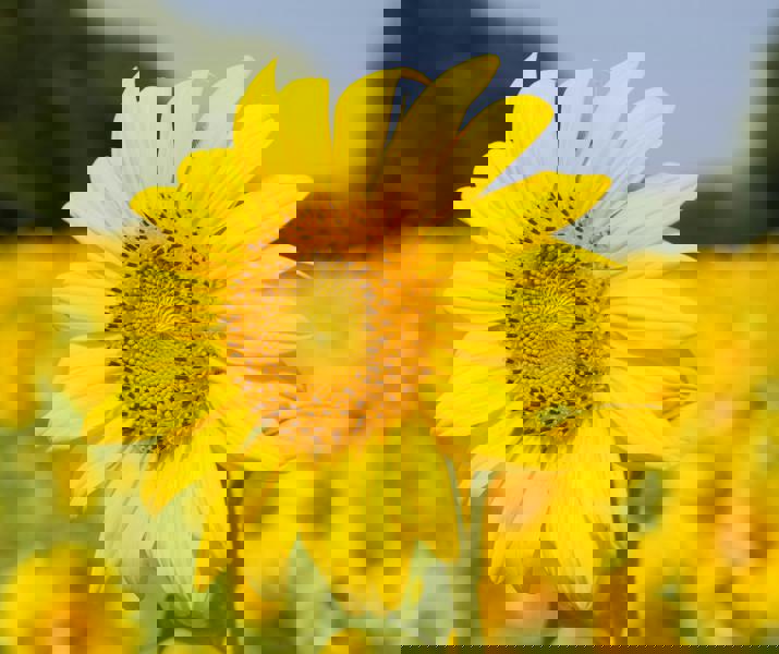 Sunflower In Sunshine