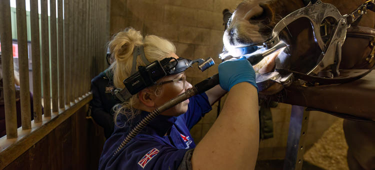 Equine Dental Science 10