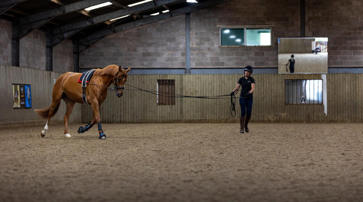 Chestnut Horse Lunging