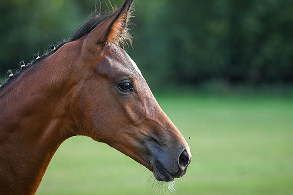 Foal Head