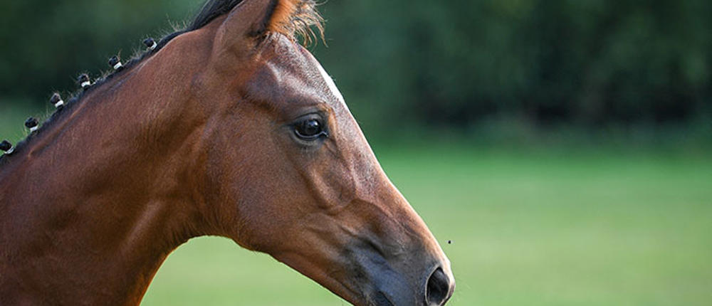 Foal Head